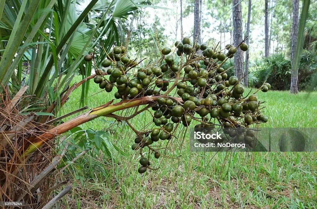  Health Benefits Of Saw Palmetto