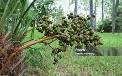  Health Benefits Of Saw Palmetto